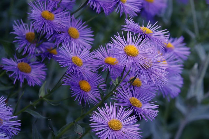 Colorful Garden