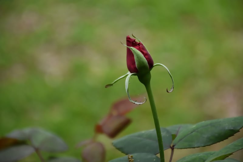 Rose Garden