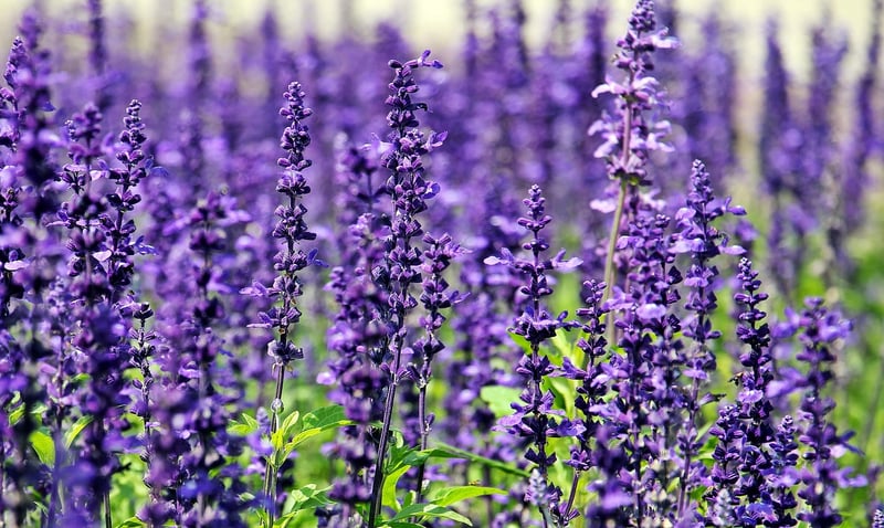 Lavender Flowers