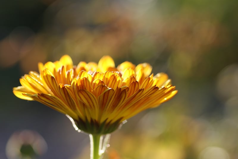 Marigolds